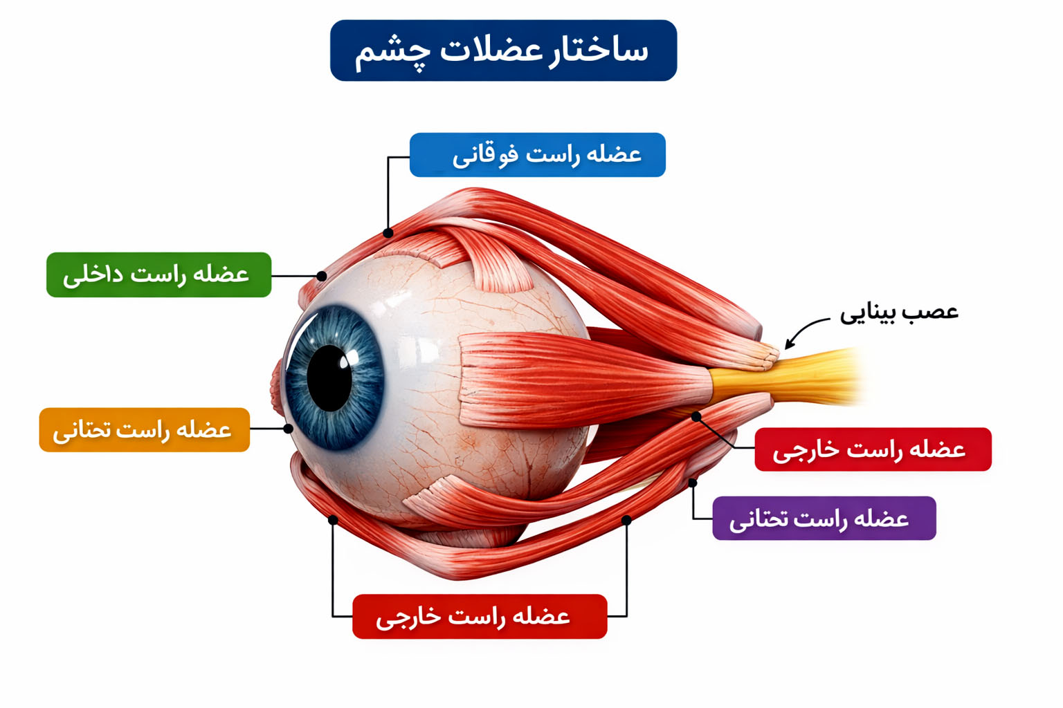 ساختار عضلات چشم ساختار عضلات چشم